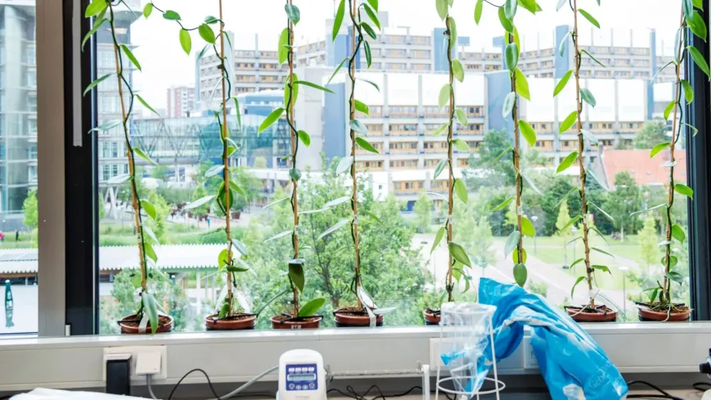 planten in vensterbank